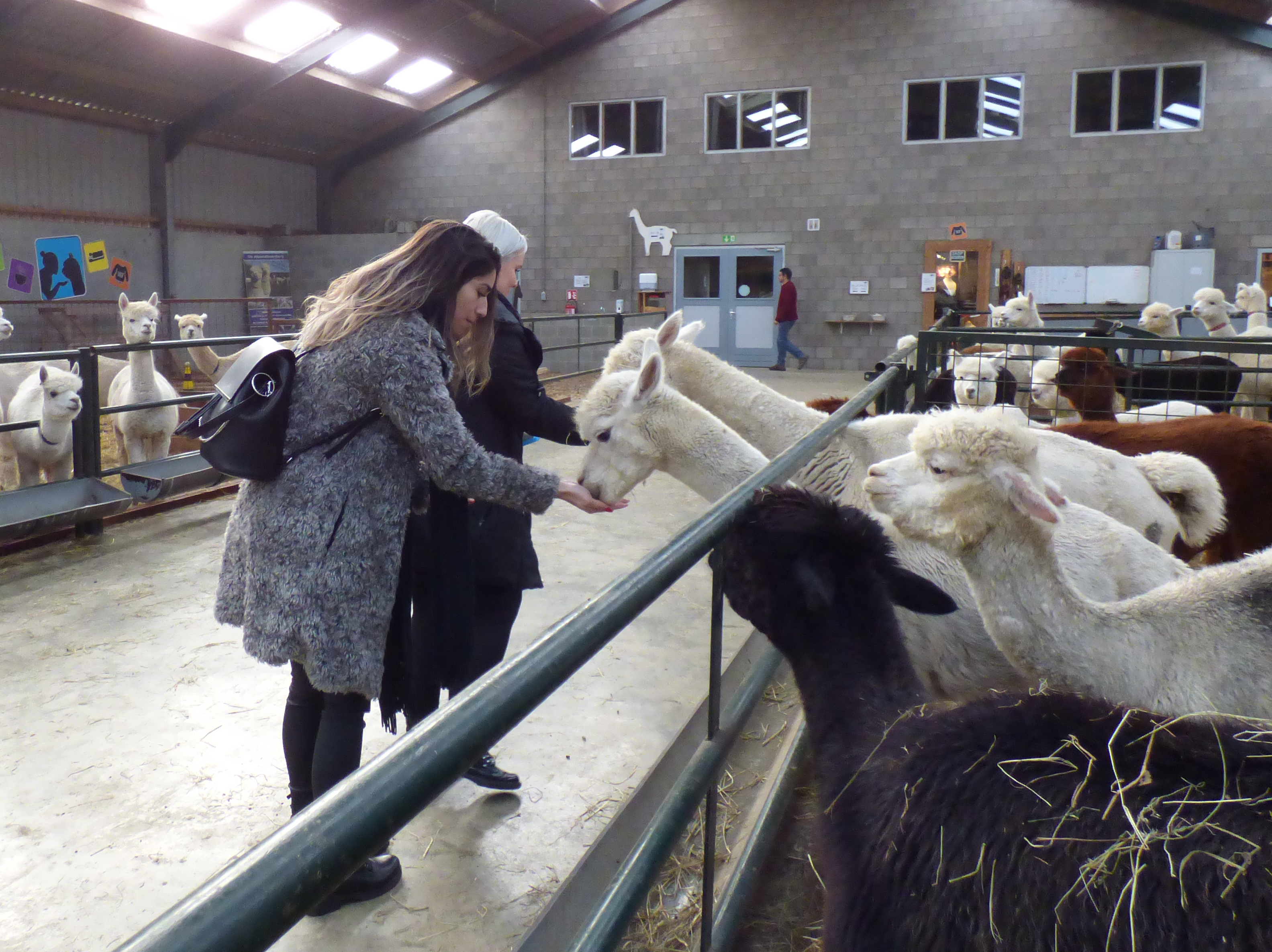 Alpaca's uit de hand voeren